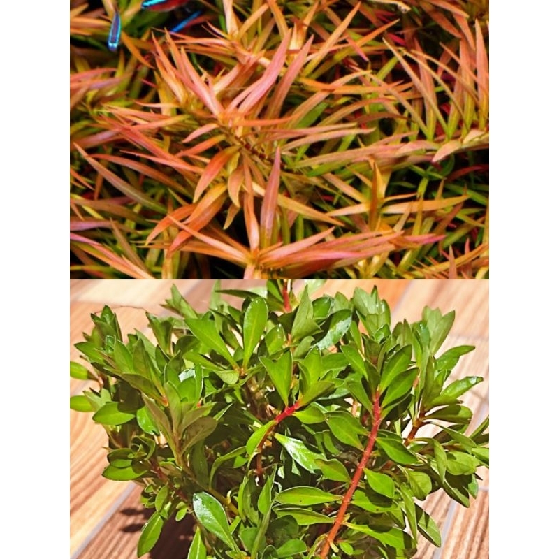 Ludwigia brevipes media wabikusa tanaman aquascape