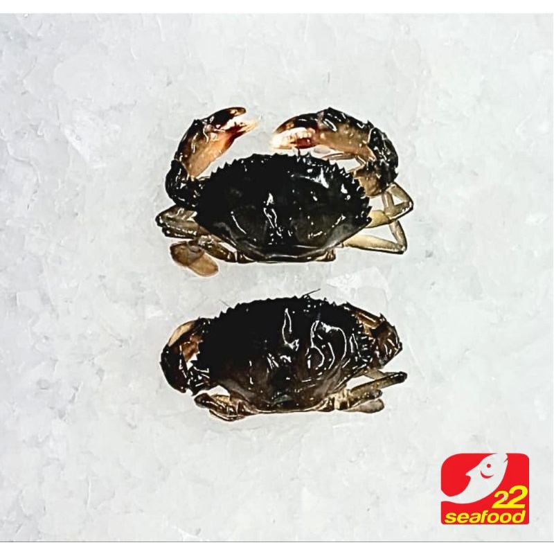 Kepiting Soka 1 kg / Soft Shell Crab / Seafood 22