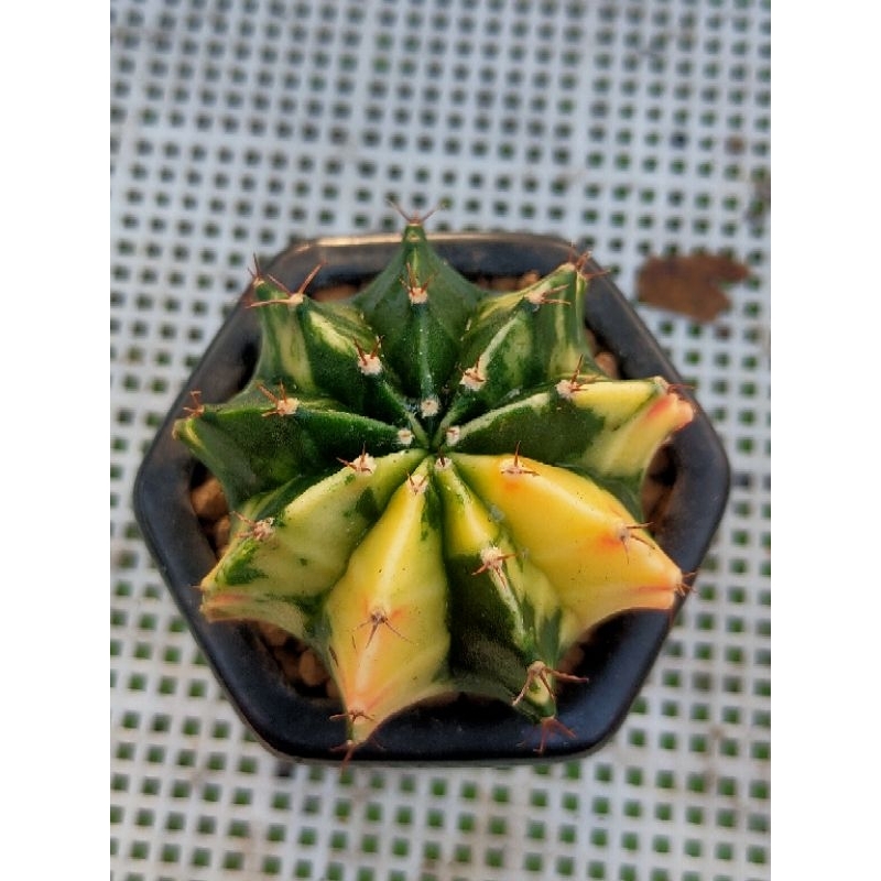 LB HYBRIDA VARIGATA SELECTED//INDUK IMPORT THAILAND//KAKTUS//KAKTUS MURAH//KAKTUS LUCU//KAKTUS MINI/