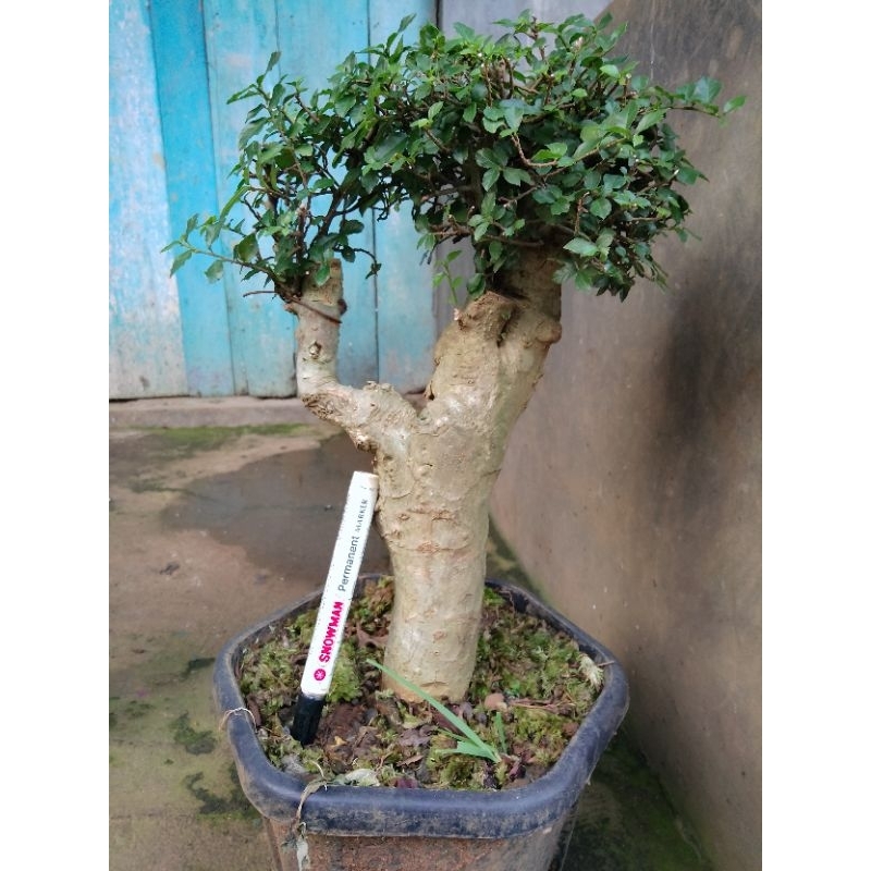 BONSAI SERUT REAL PICK / BONSAI SERUT MOTIF