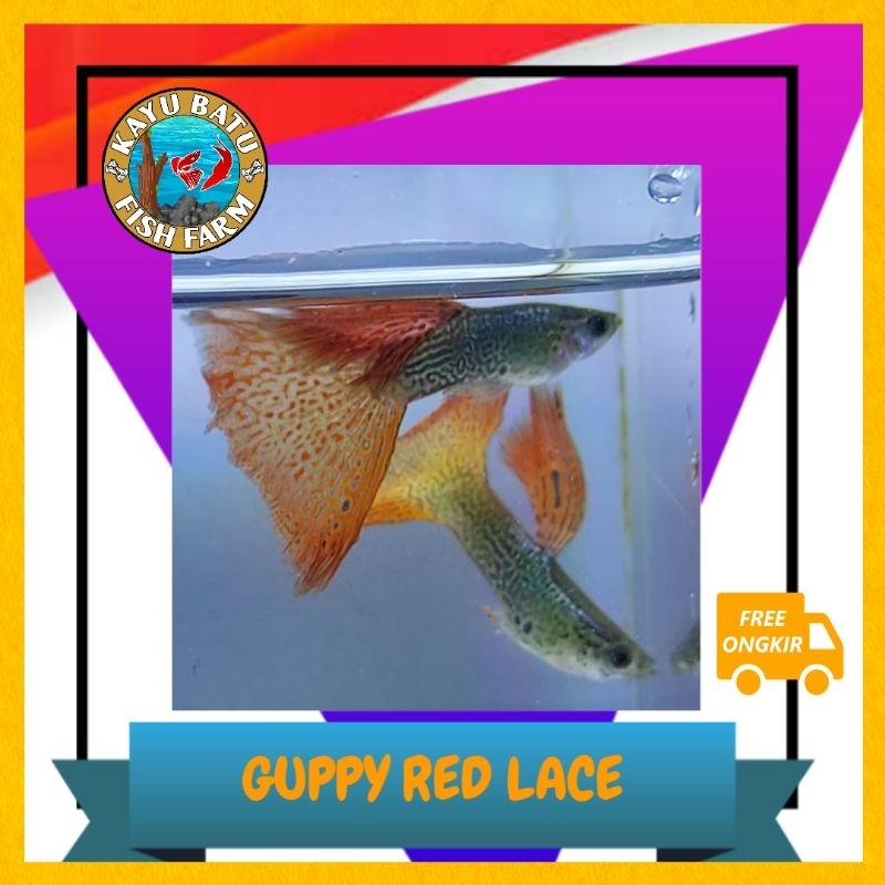 GAMBAR..GUPPY1..RED..LACE