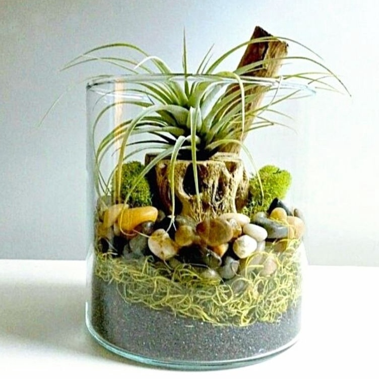 Pilihan Terbaik VAS KACA POT TERARIUM  POT KACA TANAMAN AIR HIDROPONIK AESTHETIC