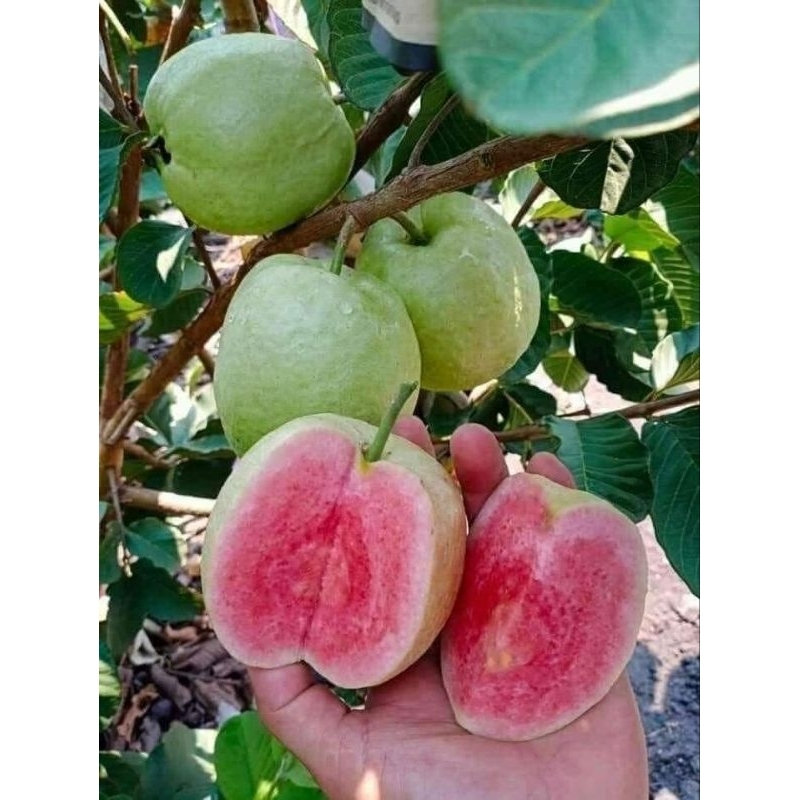 Bibit Jambu Biji Red Diamond renyah dan manis