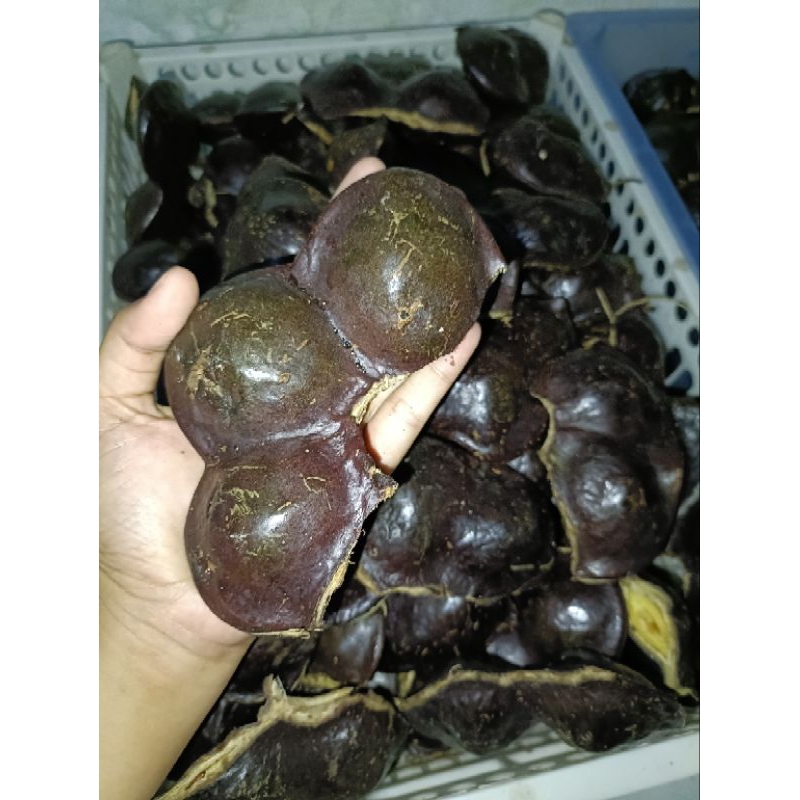 

Jengkol kulitn tua 1kg