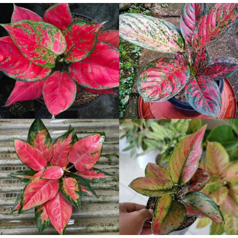 paket murah 4 jenis aglonema