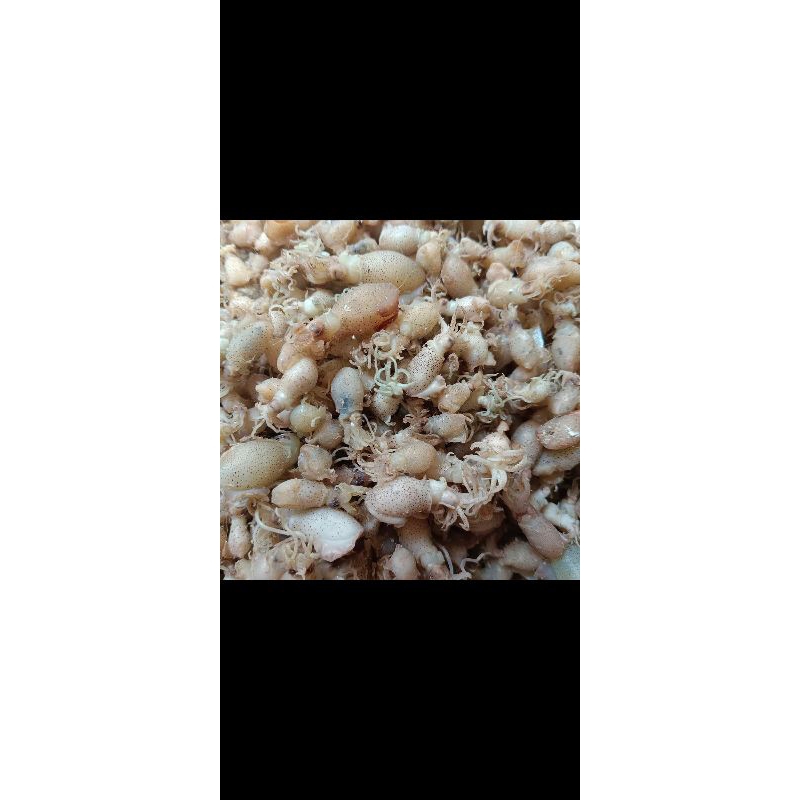 

cumi telur tawar , harga /kg