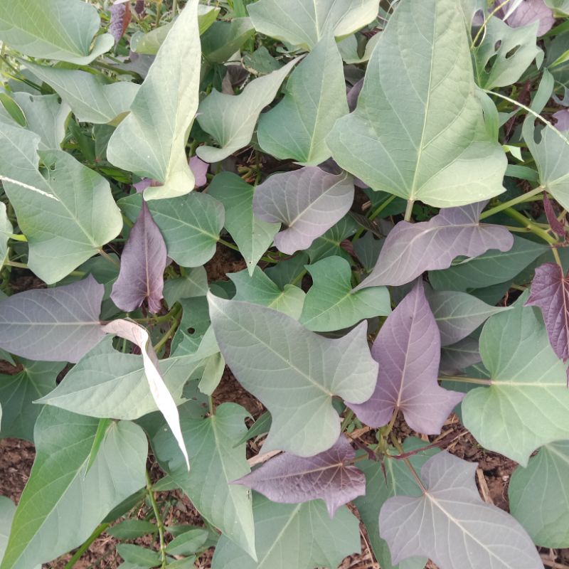 

daun umbi jalar atau umbi ungu segar 250g