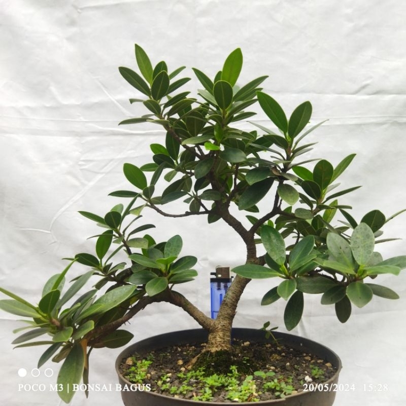 Bahan Bonsai Beringin Korea ( Ficus Coreana)