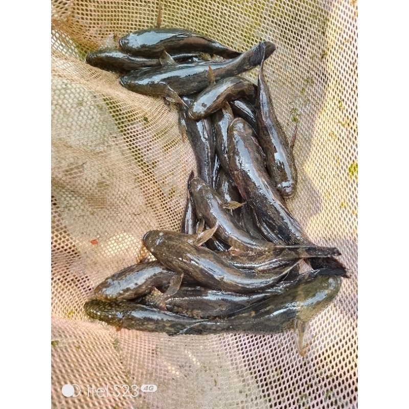 

ikan gabus males/Betutu