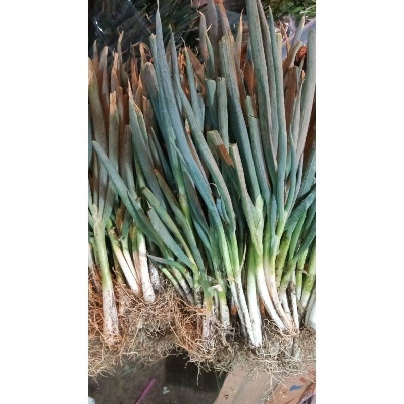 

Daun Bawang / Seledri / Campur Fresh