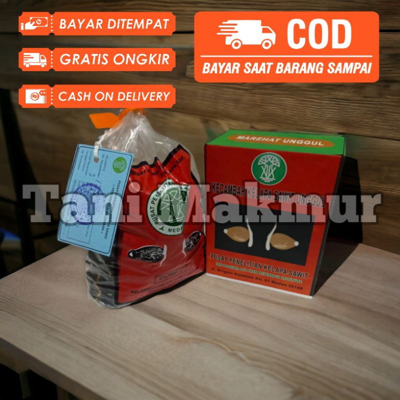 Bibit Sawit unggul marehat DUMPY berkualitas