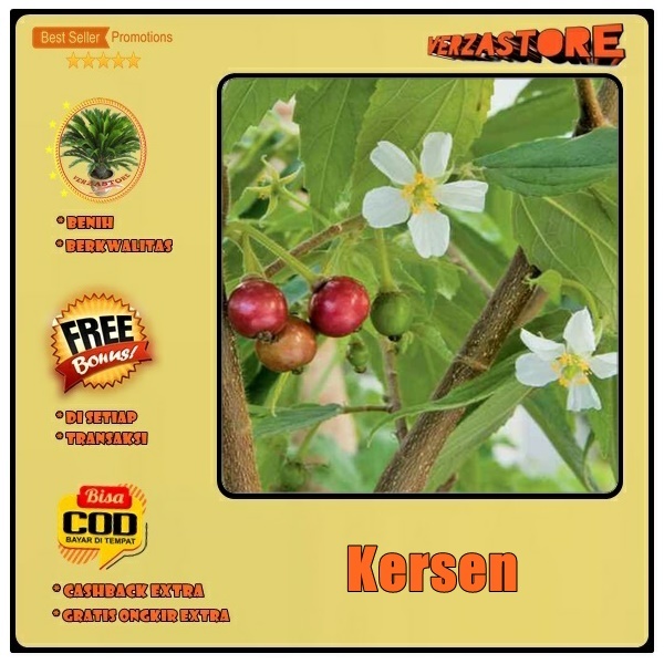 Biji Benih Tanaman Buah Kersen ±100 Biji