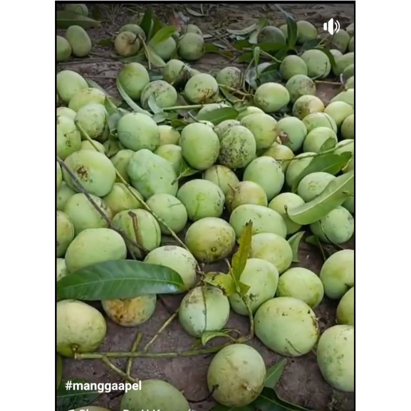 

MANGGA-APEL-ASAM-SEGAR-HARGA/KG-25.000-COCOKRUJAKBUMI