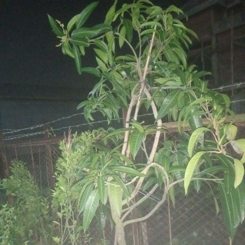 Bibit Mangga Berbunga Berbuah Lebat