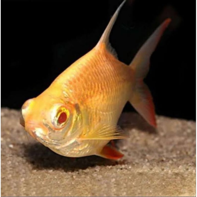ikan kapiat albino size jumbo