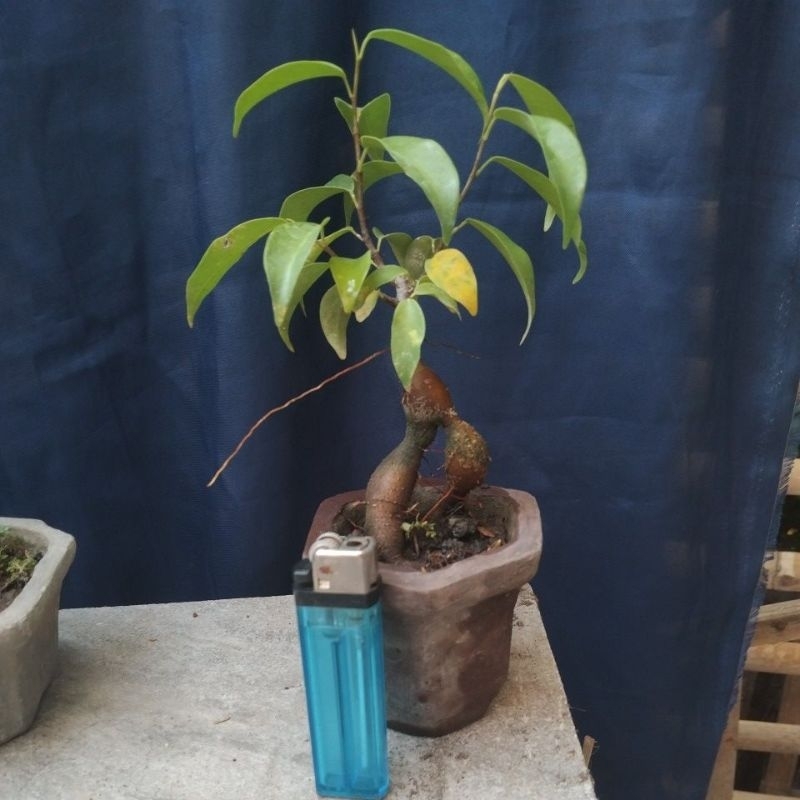 bonsai caudex ficus