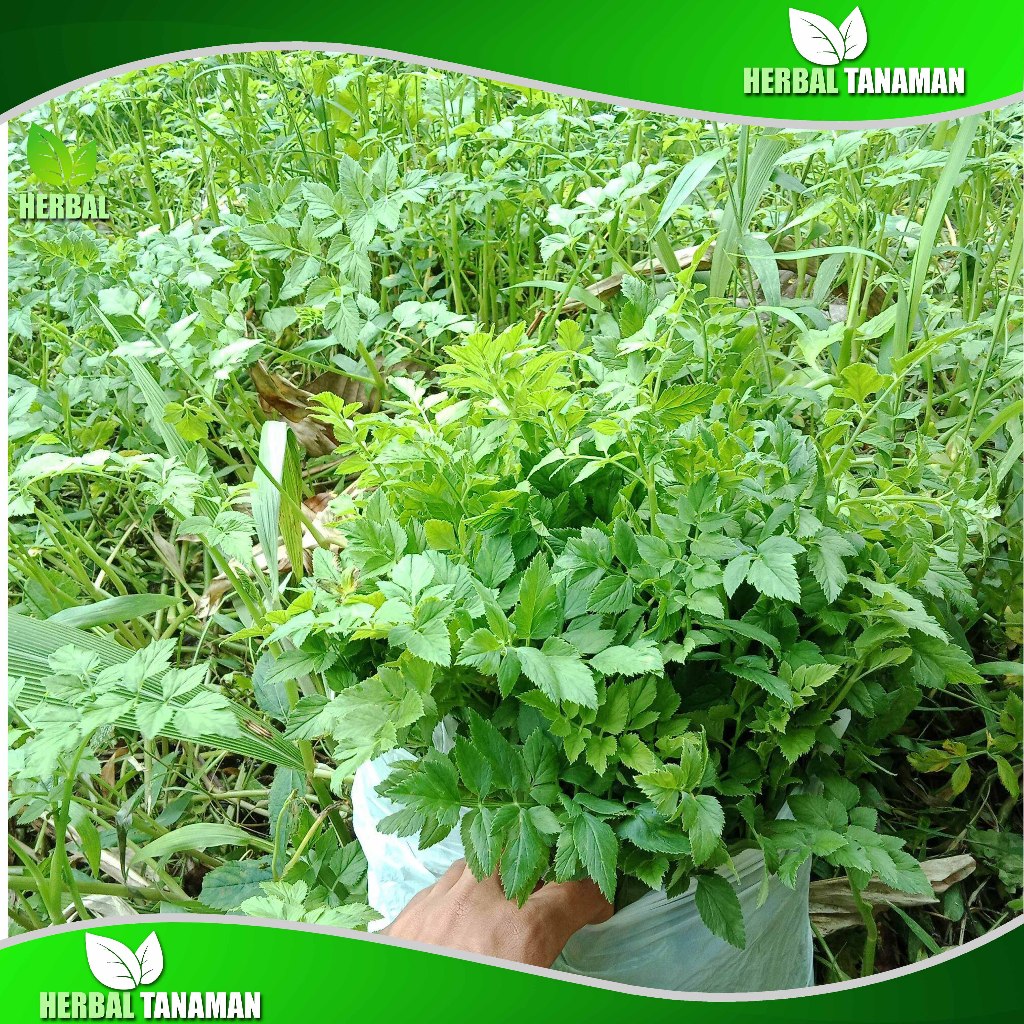 

Daun Seladren - Daun Tespong segar 1 kg herbal