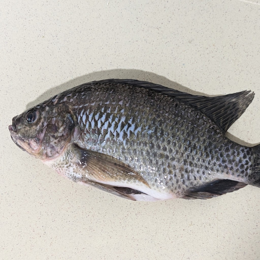 

Nila Utuh Bersih - Nila WGGS Premium