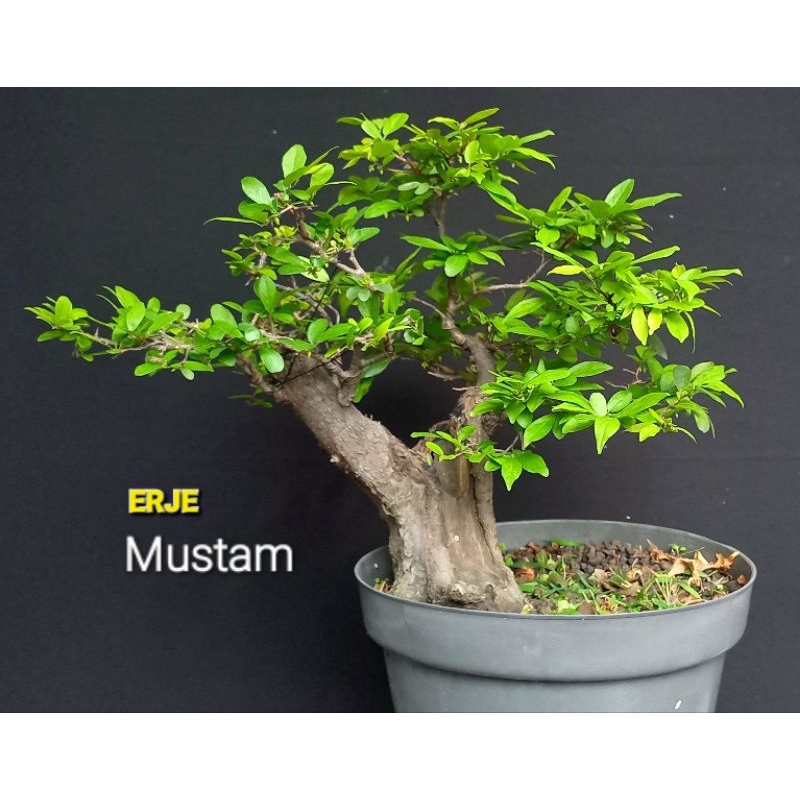Bonsai Mustam cakep