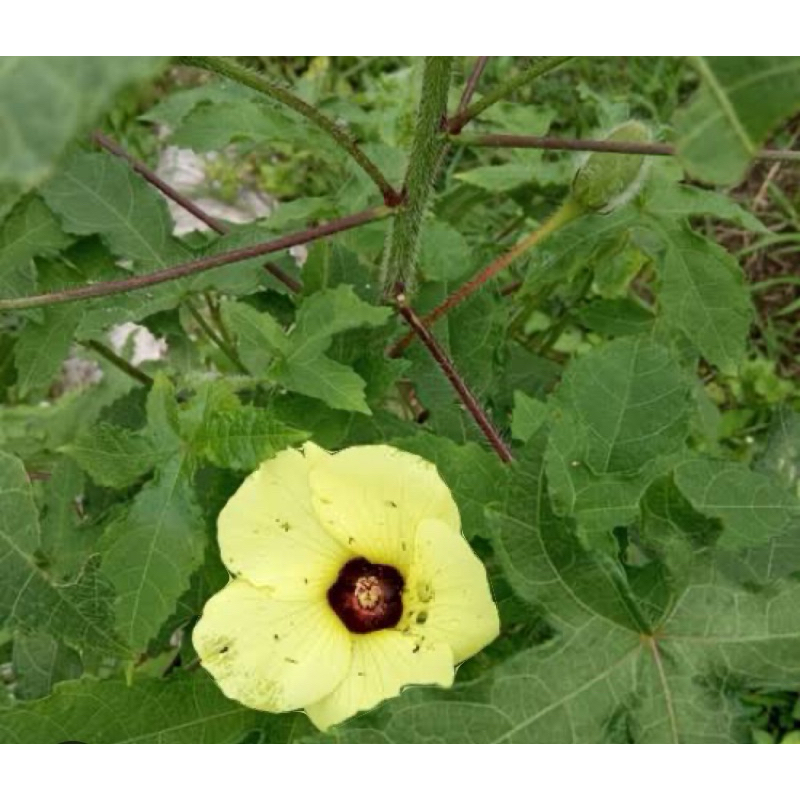 

Daun kapasan daun gandapura segar 500 gram-az