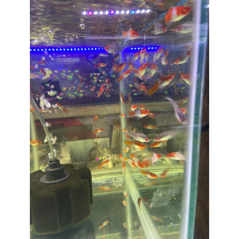 

stiker kohaku santaclaus