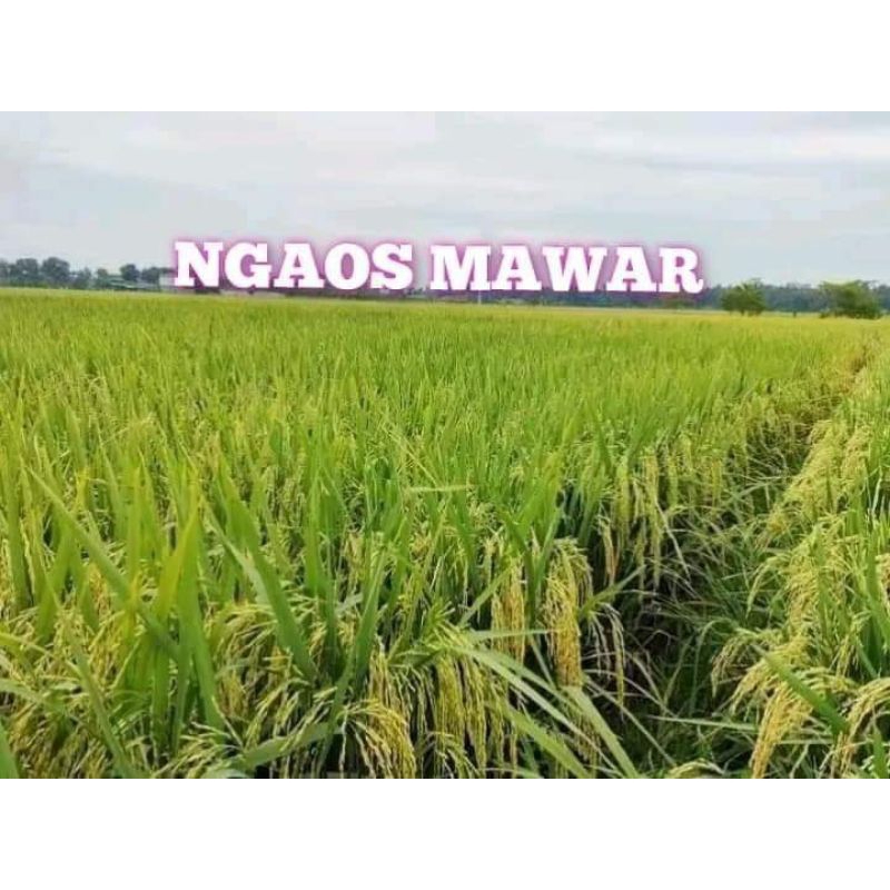 BENIH PADI NGAOS MAWAR KEMASAN (5kg)