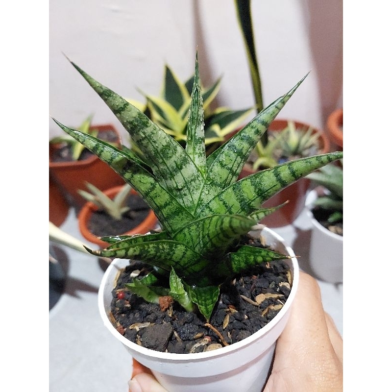 Sansevieria Hybrid AFF Sindoro