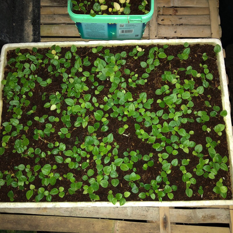 Jemani Hijau Hitam Per-10 Biji