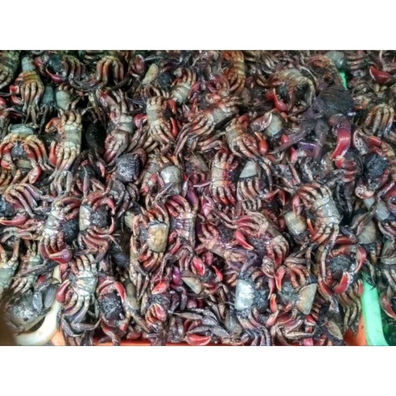 

makhi / buakhi / keramak