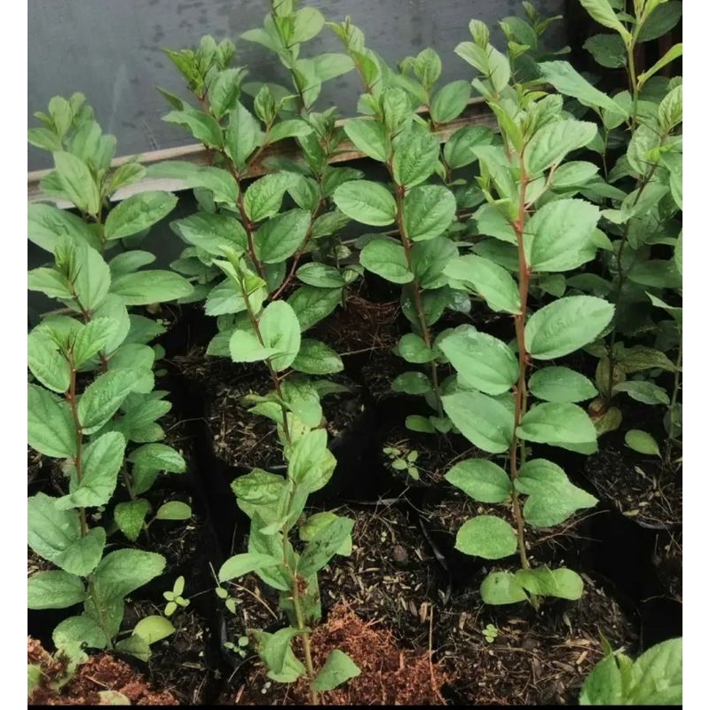 Bibit Bidara Arab Pohon Bidara Daun Bidara