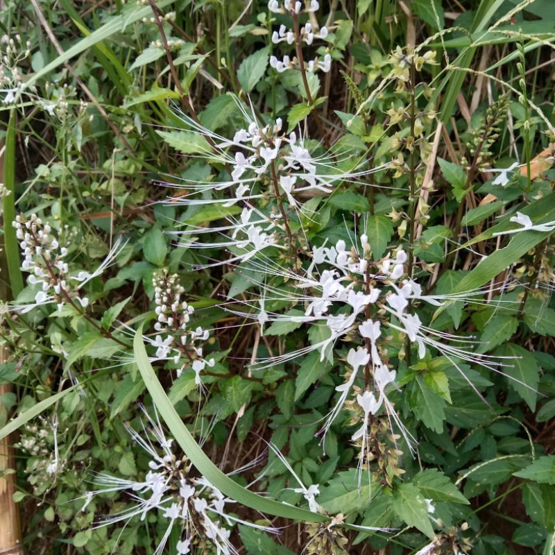

daun kumis kucing segar 500g