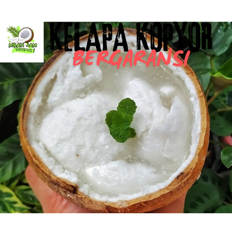 

kelapa kopyor murah size 53-54 CM