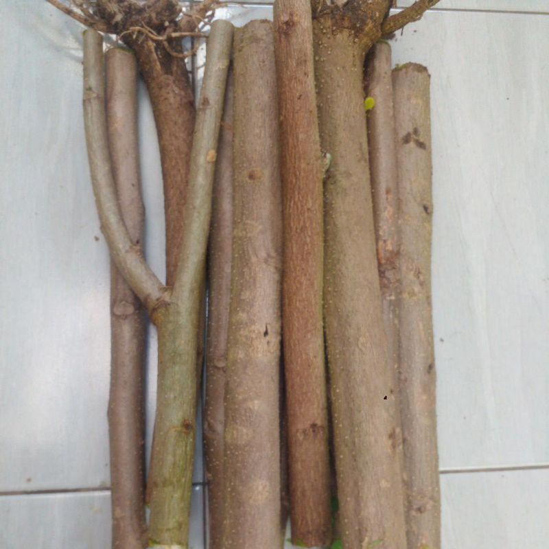 

Stek daun kelor 1000g