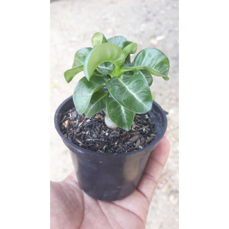 Adenium DHA