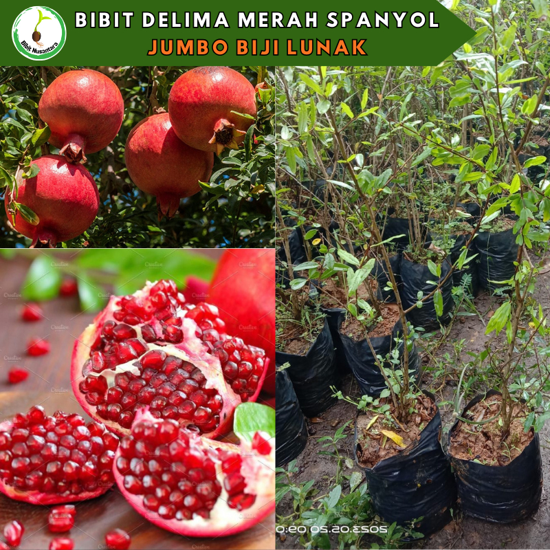 Bibit Delima Merah Spanyol Jumbo Biji Lunak
