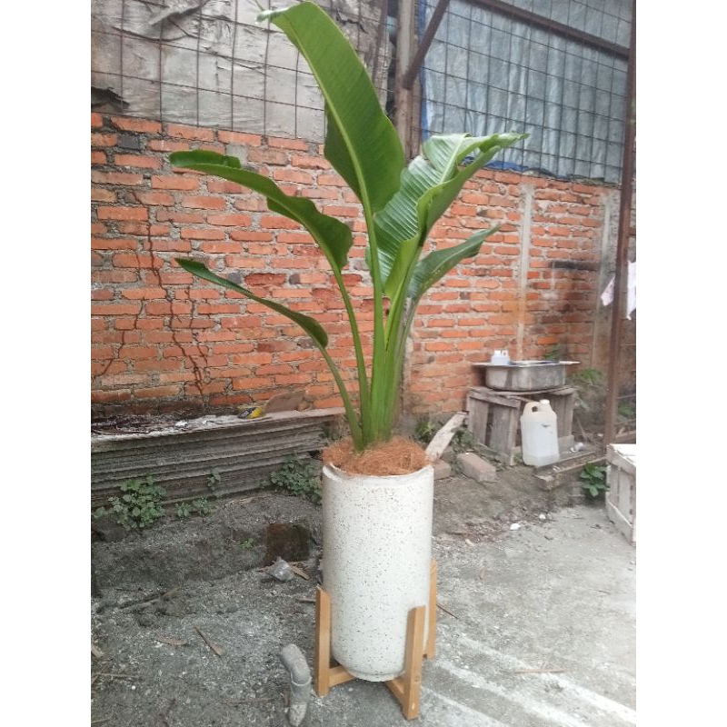 POT KAPSUL TERASO + TANEMAN PISANG MINI