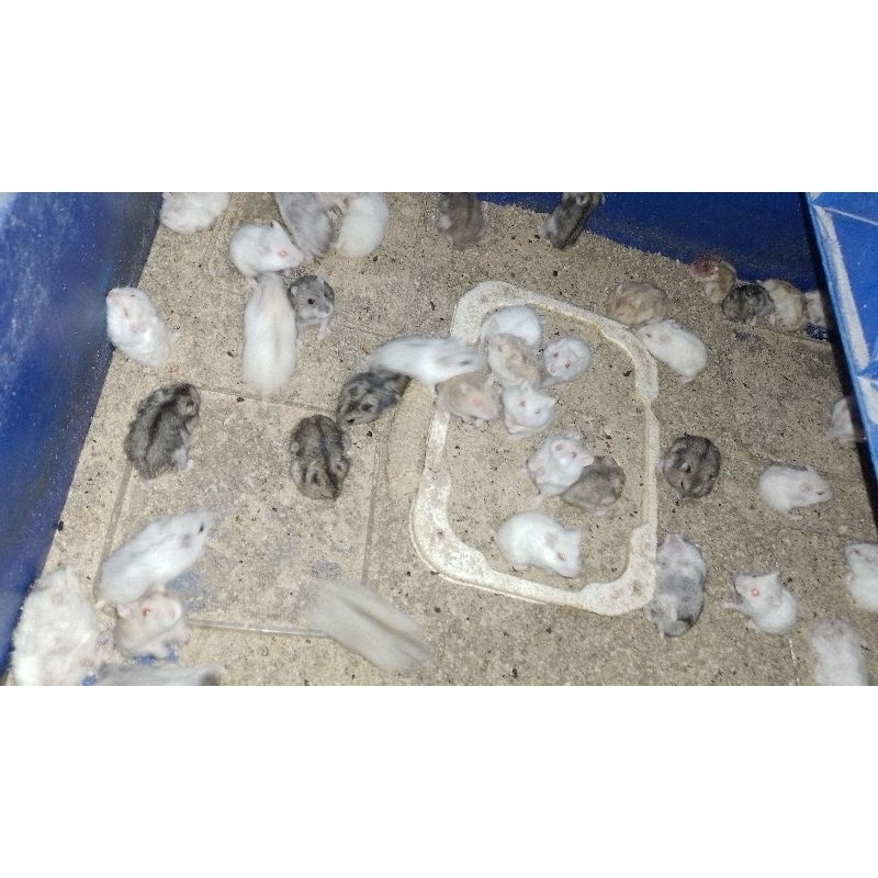 GMVShop *Semarang Hamster Cambel Winter Syria Roborovski Ready Pengiriman instan dan sameday