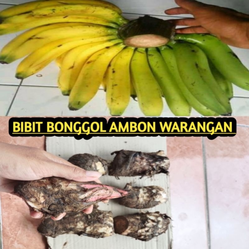 bibit bonggol pisang Ambon warangan