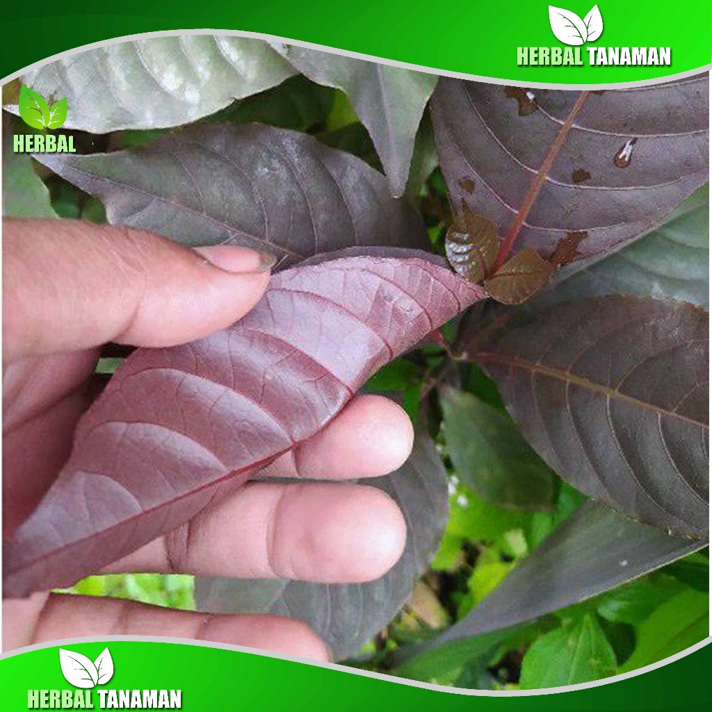 

Daun Ungu Segar 500 gr - Daun Kopi Hideung - Daun Handeuleum Fresh herbal