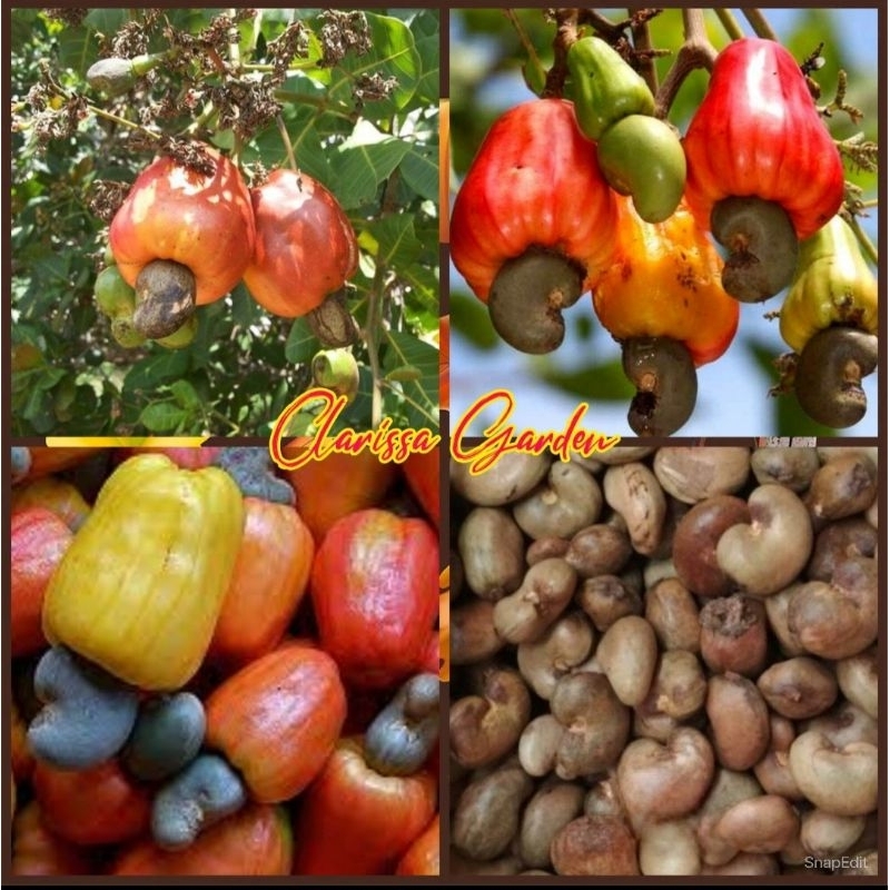 8 PCS BIJI/BENIH JAMBU METE/JAMBU MONYET