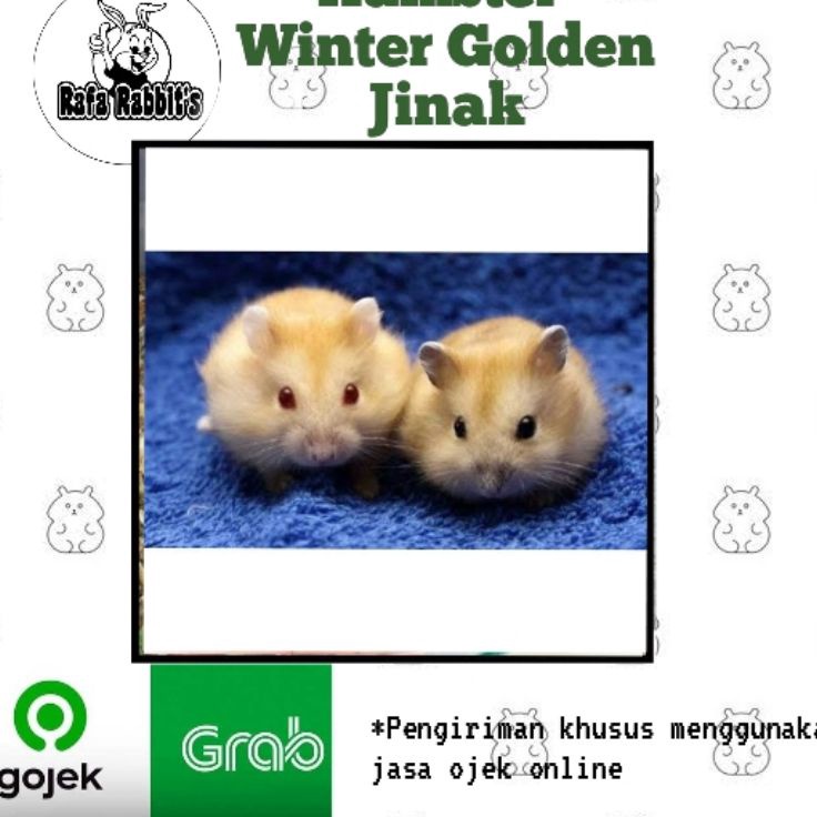 Stock Terkini  Hamster winter golden jinak khusus gojek
