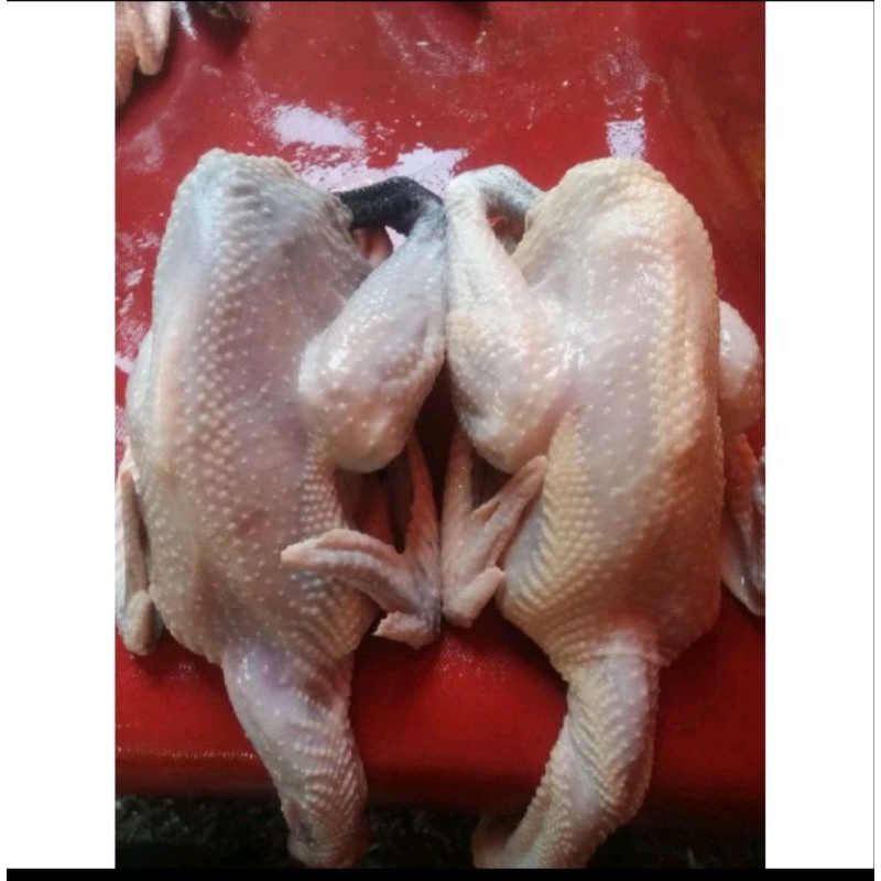 

Ayam Kampung Asli