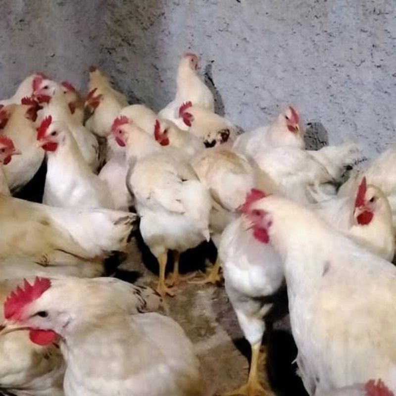 

Ayam Kampung_Pejantan