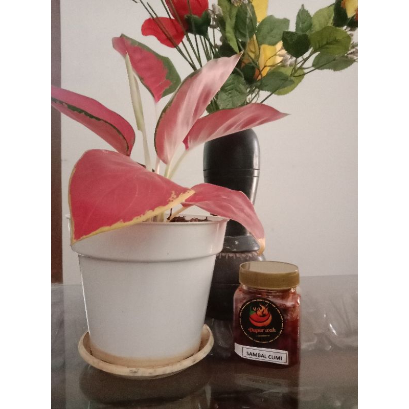 

sambal cumi