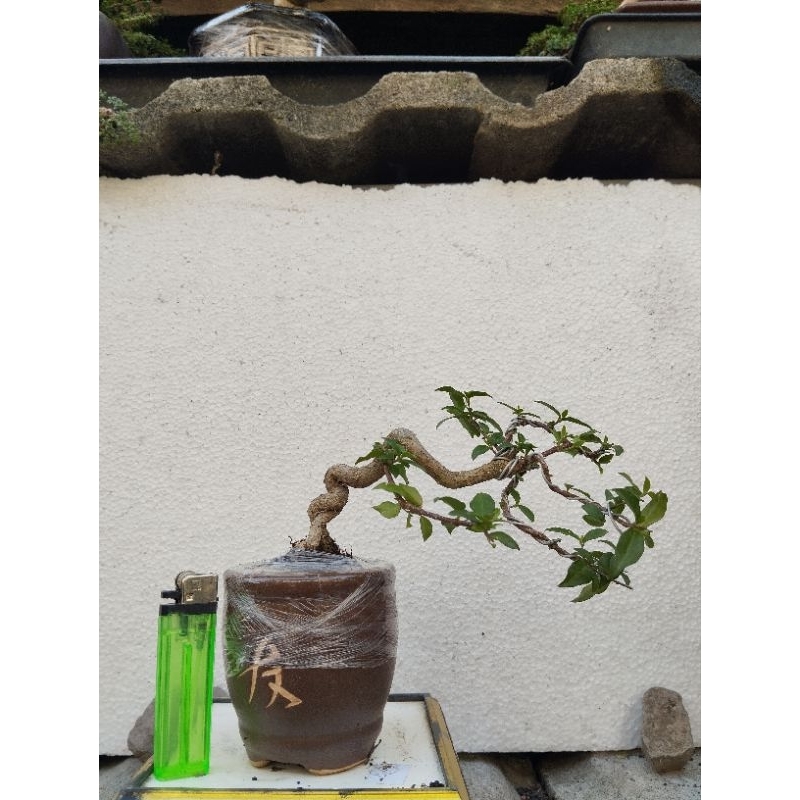 Bonsai Sakura (realpict beserta pot)