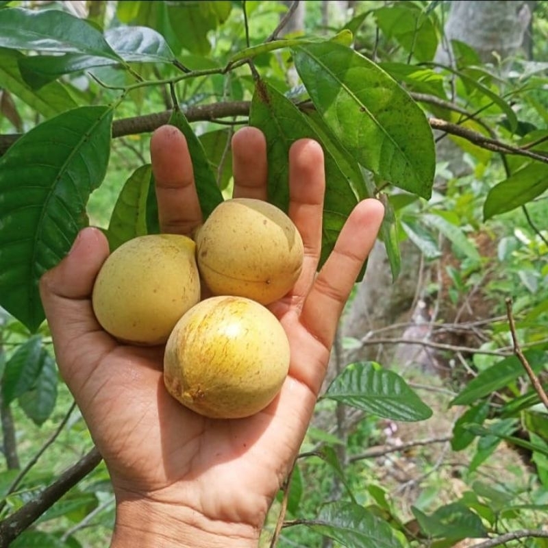 

buah pala utuh per kg 8000