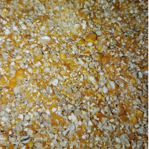 

Jagung menir pakan unggas ayam burung 1 kg/ jagung giling cacah/