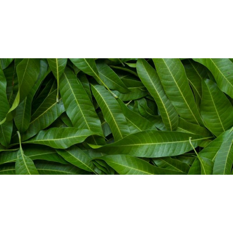 

TERMURAH - Daun Mangga Segar Alami