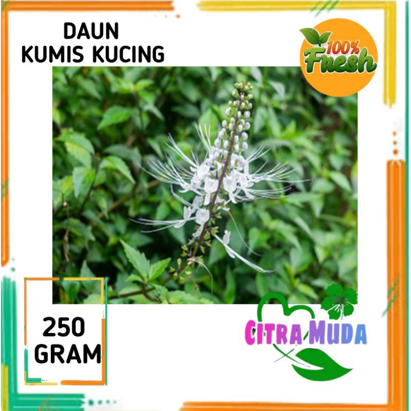 

Daun kumis kucing Segar 250 gram asli