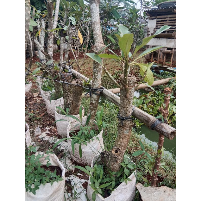 Tanaman hias pohon kamboja bali batang besar